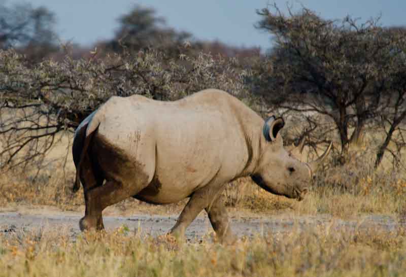 Rinoceronte - parque nacional de Etosha - Namibia 03.jpg
